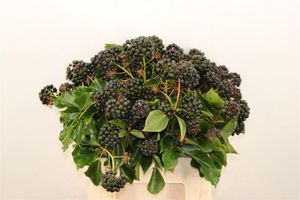 FEUIL. HEDERA MET BES P BOS 45